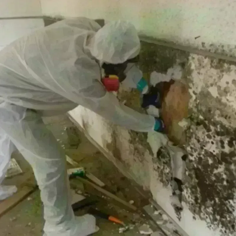 Mold Remediation and Removal in Sebastian County, AR